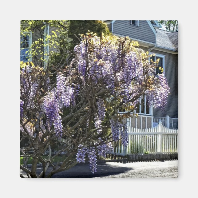 Íman Wisteria in Bloom (Frente)