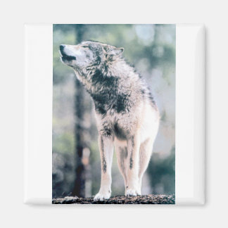 Íman Wolf cinza no Parque Nacional de Grand Teton
