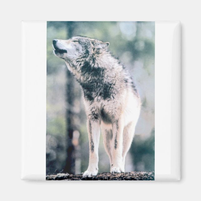 Íman Wolf cinza no Parque Nacional de Grand Teton (Frente)