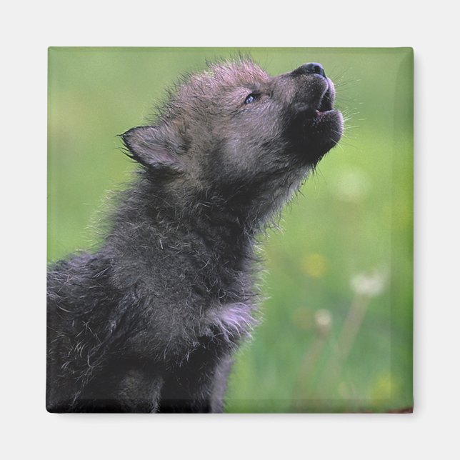 Íman Wolf Cub Howling (Frente)
