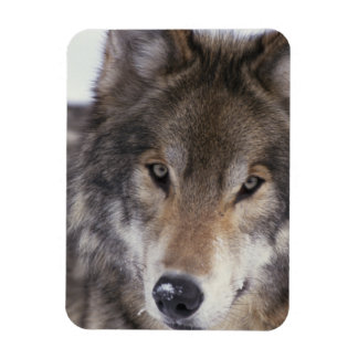Íman Wolf Gaze