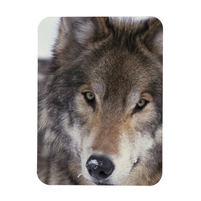 Íman Wolf Gaze (Vertical)