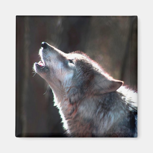 Íman Wolf Howling Lone Wolf (Frente)