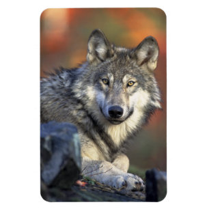 Íman Wolf Magnet