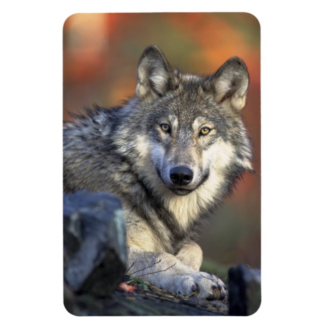 Íman Wolf Magnet (Vertical)