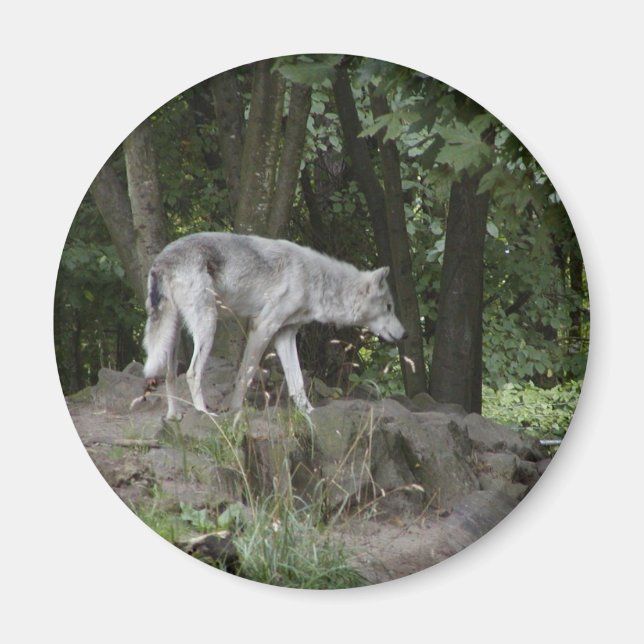 Íman Wolf Magnet (Frente)