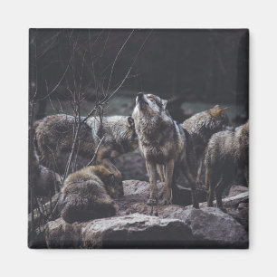 Íman Wolf Pack Magnet