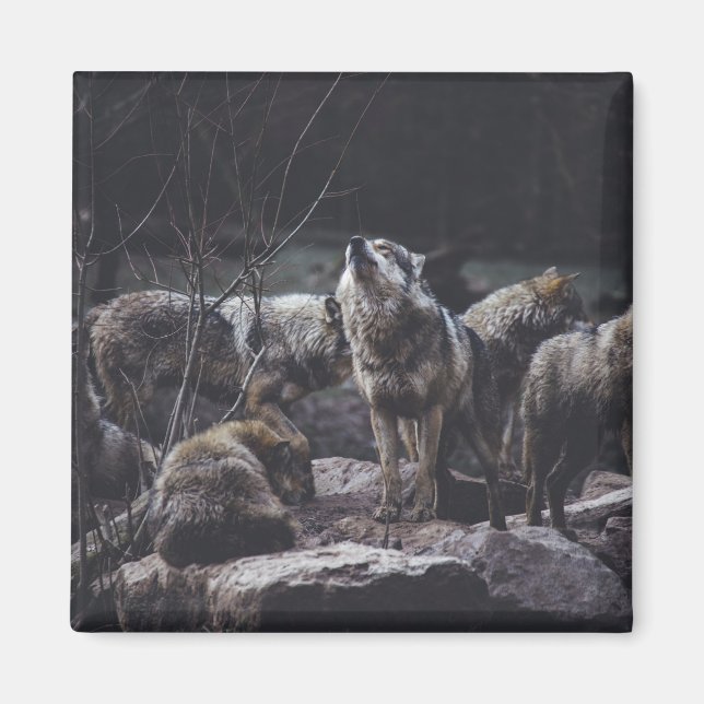 Íman Wolf Pack Magnet (Frente)