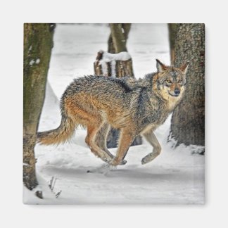 Íman Wolf Running in Snow Magnet