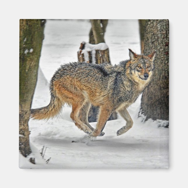 Íman Wolf Running in Snow Magnet (Frente)