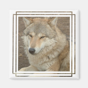 Íman Wolf Square Magnet