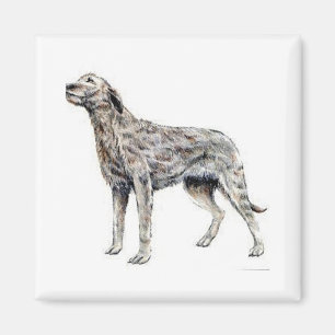 Íman Wolfhound irlandês