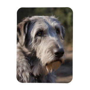 Íman Wolfhound Irlandês Não Estou Amado,