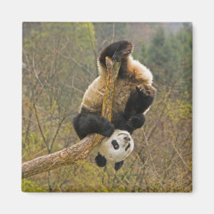 Íman Wolong Panda Reserve, China, 2 1/2 anos