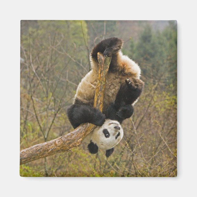 Íman Wolong Panda Reserve, China, 2 1/2 anos (Frente)