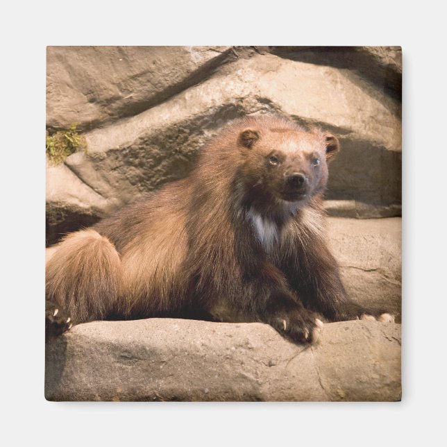 Íman Wolverine (Frente)