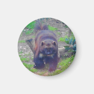 Íman Wolverine nº 1 Magnet