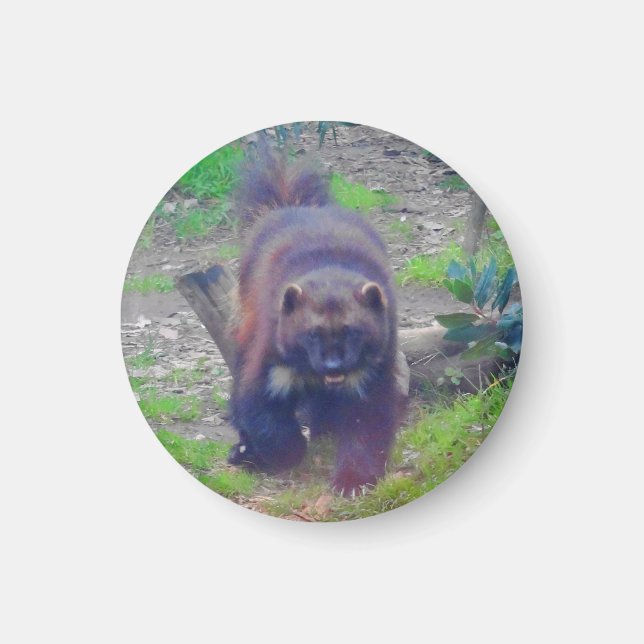 Íman Wolverine nº 1 Magnet (Frente)