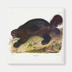 Íman Wolverine ou Wolverene (Gulo gulo) por Audubon