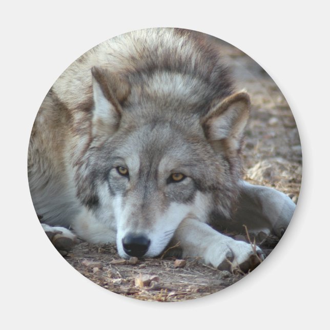 Íman Wolves Wolf Magnet (Frente)