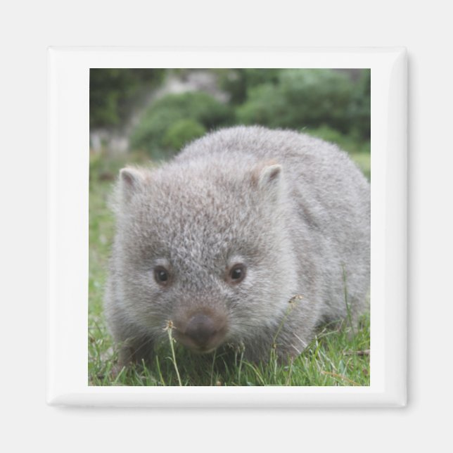 Íman Wombat Magnet (Frente)