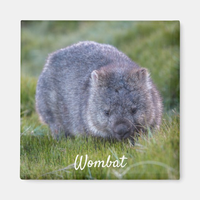 Íman Wombat Tasmânia Austrália, Foto de um Animal Cute (Frente)