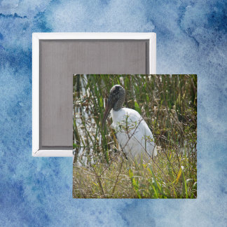 Íman Wood Stork Wetlands Florida Foto