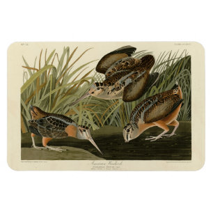 Íman Woodcock Americano das Aves da América de Audubon
