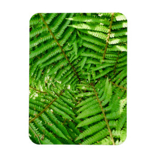 Íman Woodland Ferns