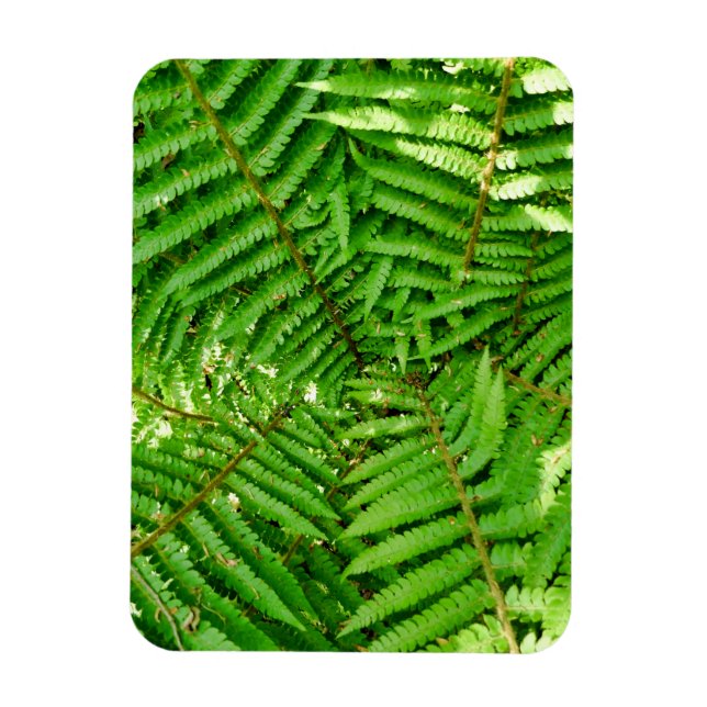 Íman Woodland Ferns (Vertical)