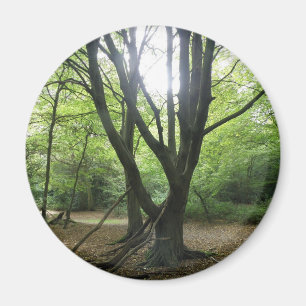 Íman Woodland Sunshine Magnet
