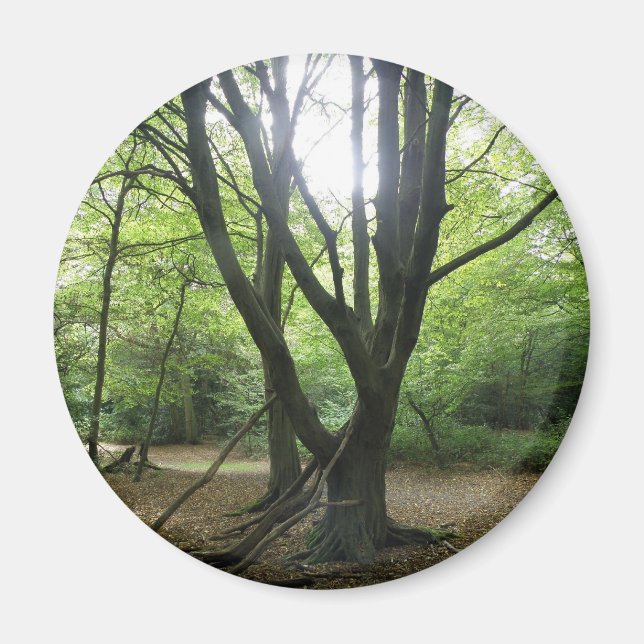 Íman Woodland Sunshine Magnet (Frente)