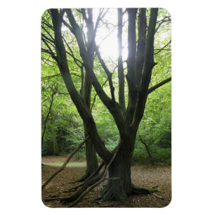 Íman Woodland Sunshine Premium Magnet