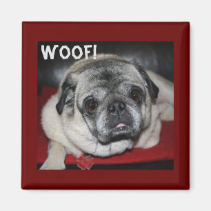 Íman Woof, Pug Magnet