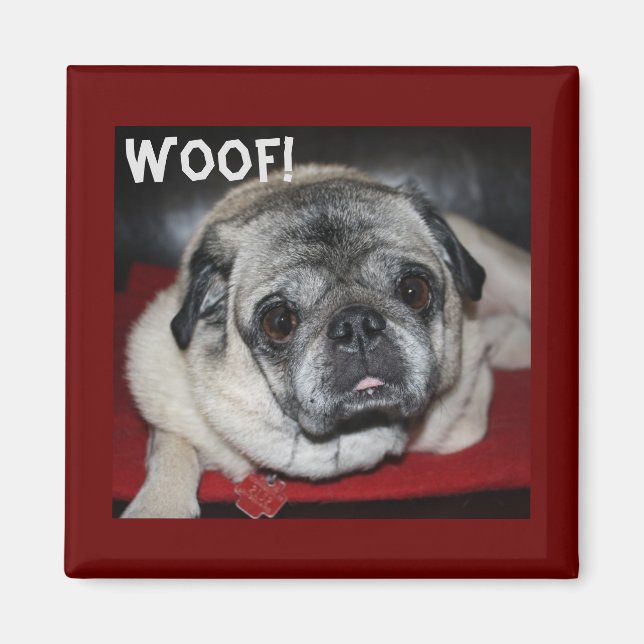Íman Woof, Pug Magnet (Frente)