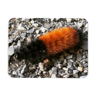 Íman Wooly Bear Caterillar