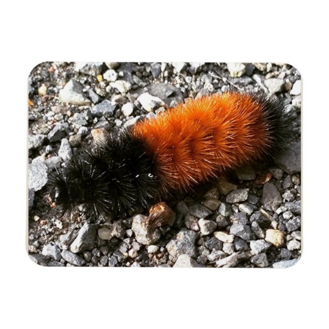 Íman Wooly Bear Caterillar (Horizontal)