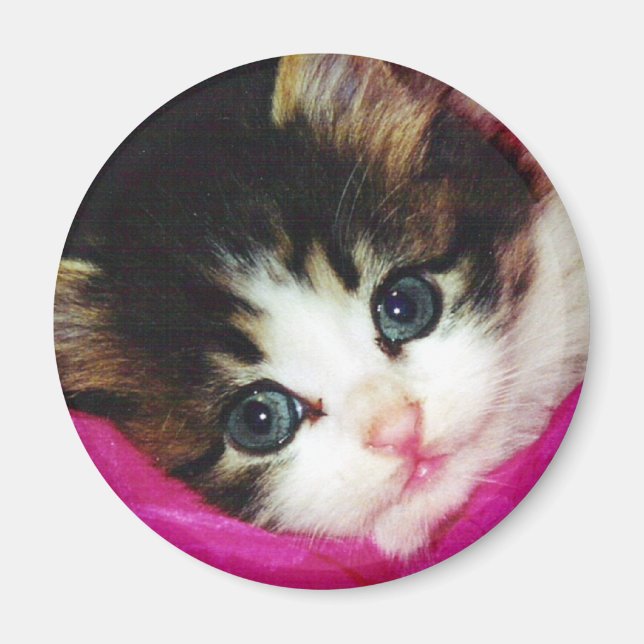 Íman Worlds Cutest Kitten (Frente)