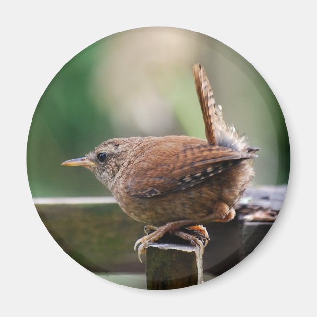 Íman Wren (Frente)
