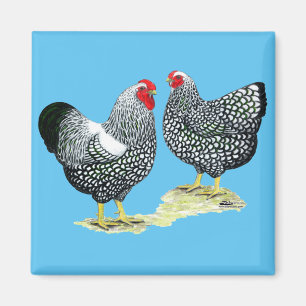 Íman Wyandottes Silver-laced Pair
