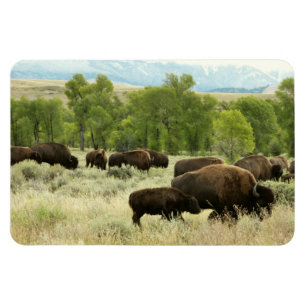 Íman Wyoming Bison Nature