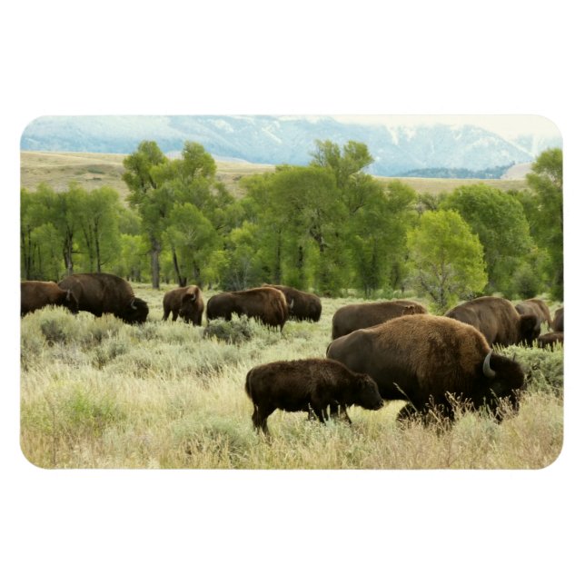 Íman Wyoming Bison Nature (Horizontal)
