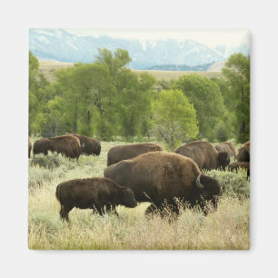 Íman Wyoming Bison Nature