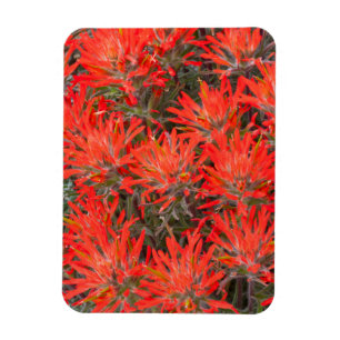 Íman Wyoming, condado de Lincoln, Desert Paintbrush