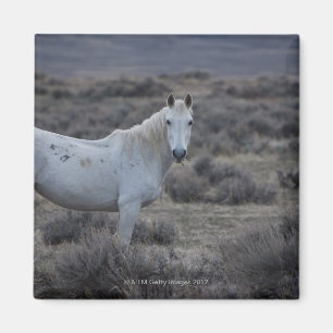 Íman wyoming, Estados Unidos da América