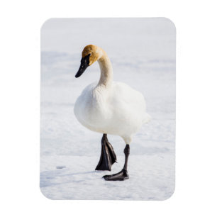 Íman Wyoming, Refúgio Nacional de Elk, Cisne Trombeteir