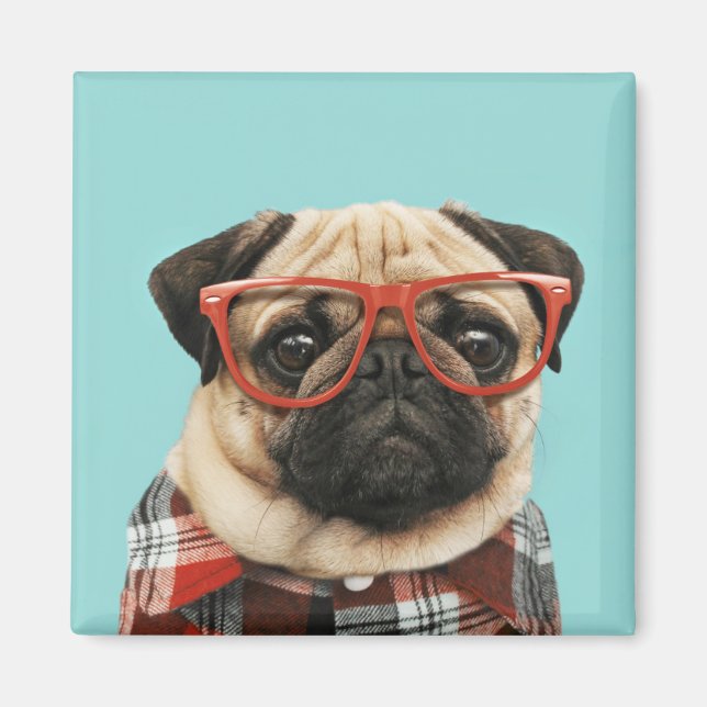 Íman Xadrez Shirt Pug (Frente)