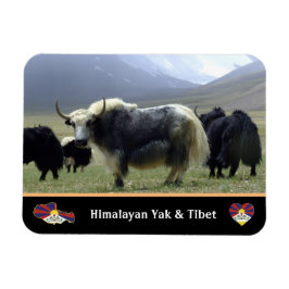 Íman Yaks, Nomads de Himalaia - Tibete / Ladakh Yak