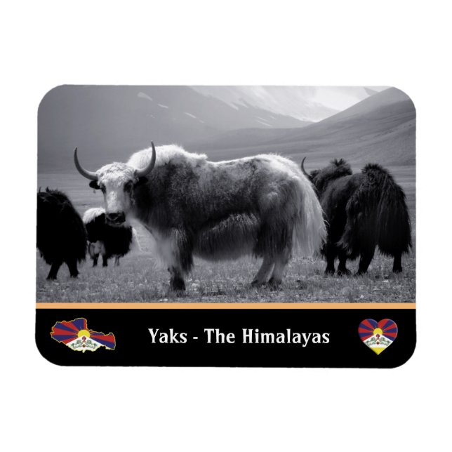 Íman Yaks - o himalaia e o Tibete - o iaque de Trekking (Horizontal)