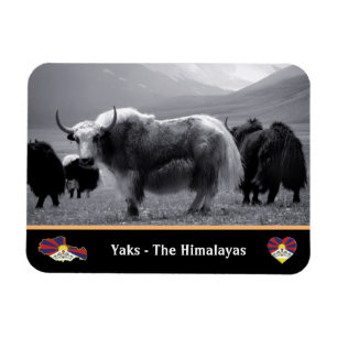 Íman Yaks - Os Himalaias e o Tibete / Damasco
